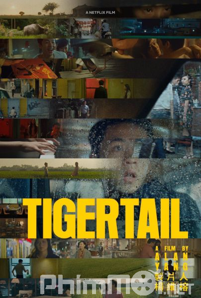 Hổ Vĩ - Tigertail